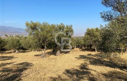 İzmir Bergama Bozköy’de Satılık Müstakil Zeytinlik 