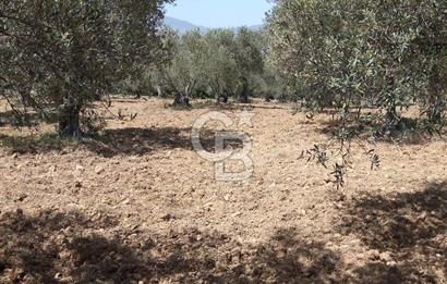 İzmir Bergama Bozköy’de Satılık Müstakil Zeytinlik