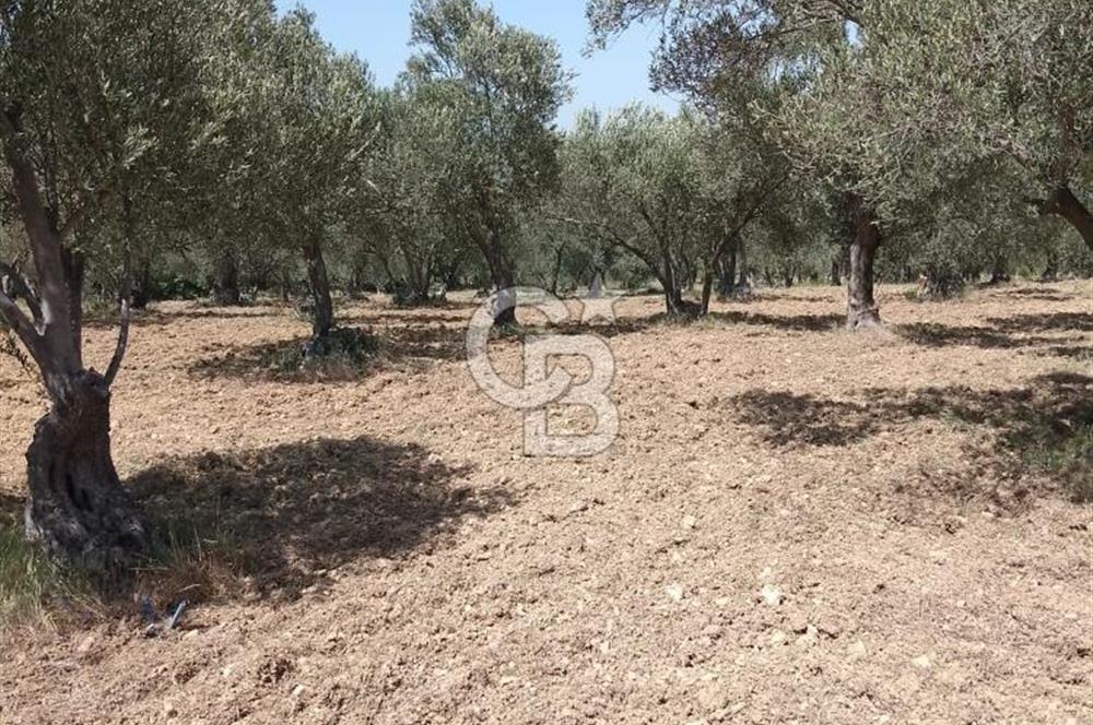 İzmir Bergama Bozköy’de Satılık Müstakil Zeytinlik