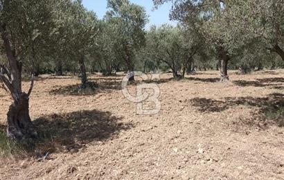İzmir Bergama Bozköy’de Satılık Müstakil Zeytinlik
