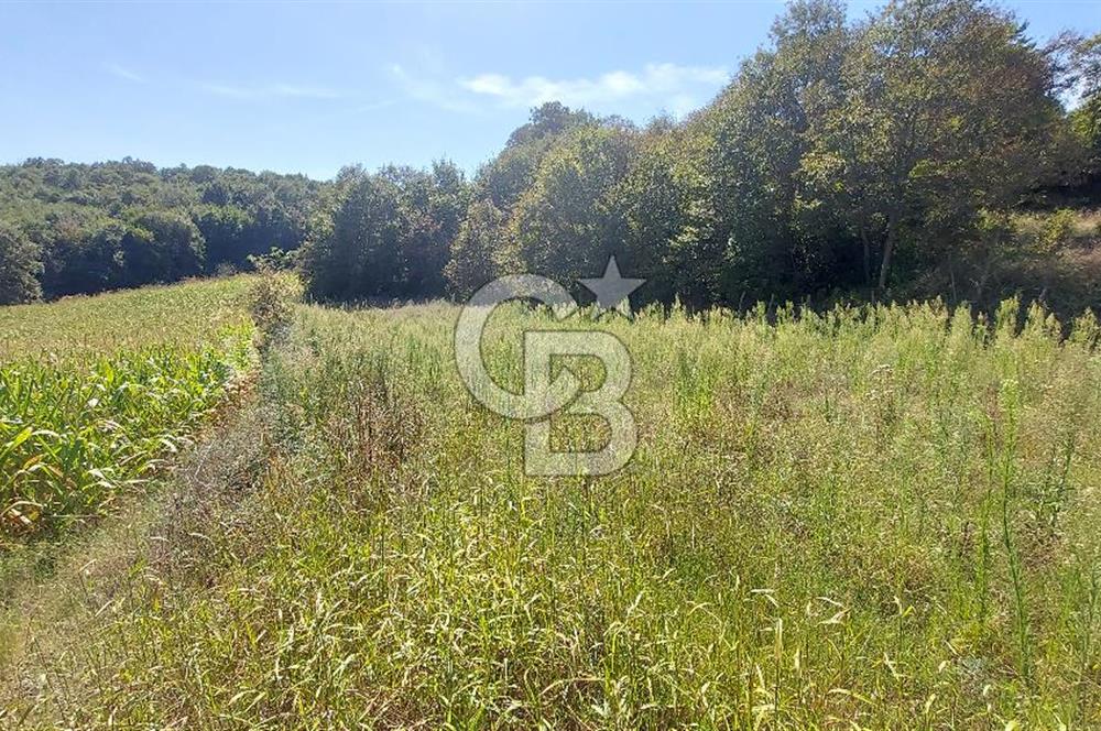 Kaynarca/Şeyhtimari Köyü/ 920 M2/orman kenarı/Satılık Arazi