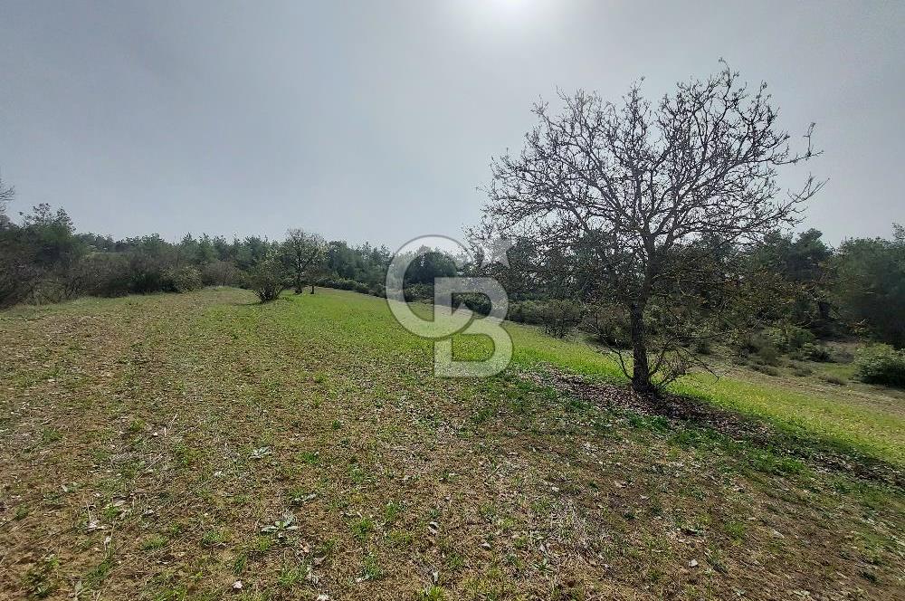 Bolu/Göynük/Ekincilerde Köy Girişinde Satılık 2593 M2 Tarla