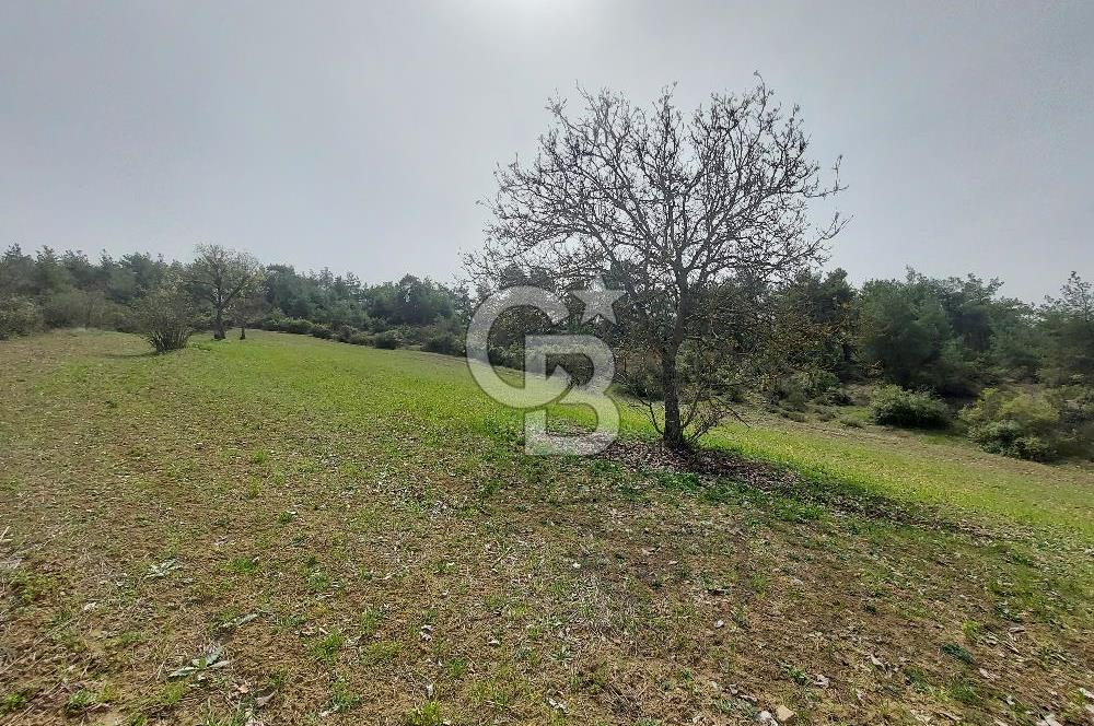Bolu/Göynük/Ekincilerde Köy Girişinde Satılık 2593 M2 Tarla