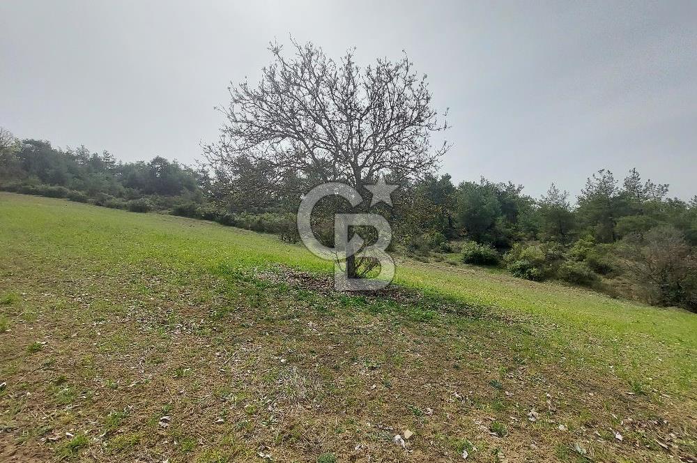 Bolu/Göynük/Ekincilerde Köy Girişinde Satılık 2593 M2 Tarla