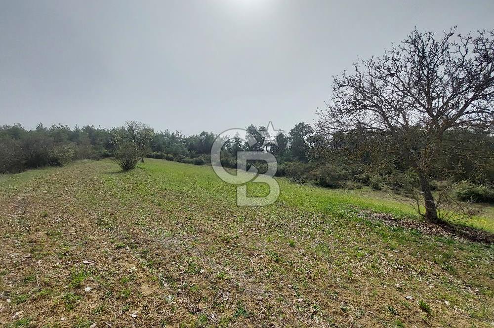 Bolu/Göynük/Ekincilerde Köy Girişinde Satılık 2593 M2 Tarla