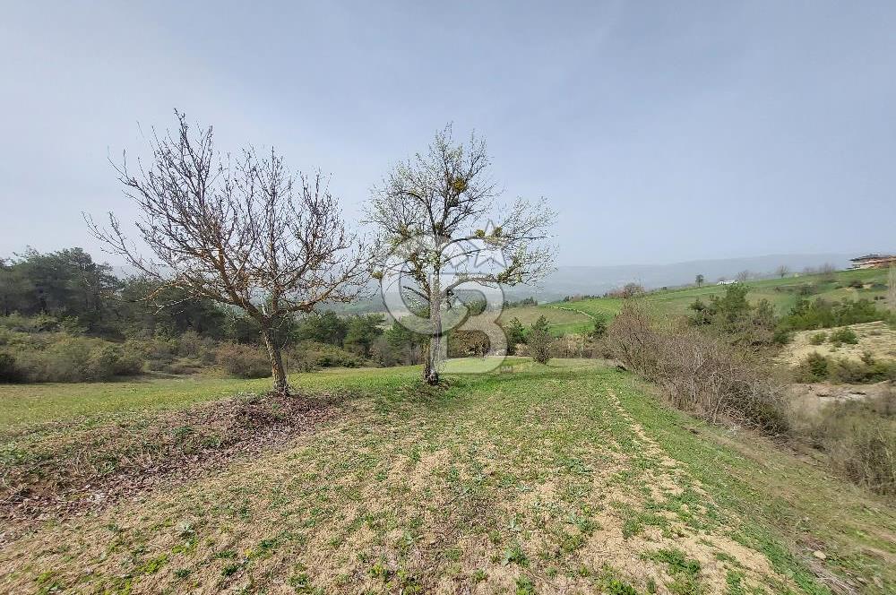 Bolu/Göynük/Ekincilerde Köy Girişinde Satılık 2593 M2 Tarla