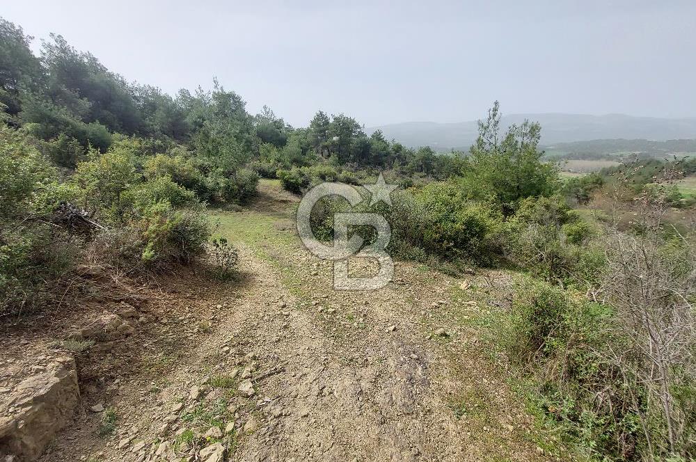 Bolu/Göynük/Ekincilerde Köy Girişinde Satılık 2593 M2 Tarla