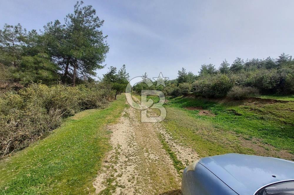 Bolu/Göynük/Ekincilerde Köy Girişinde Satılık 2593 M2 Tarla