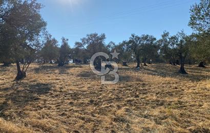  İzmir Bergama Bozköy Gilmandere’de Yatırıma Uygun Müstakil Zeytinlik! 