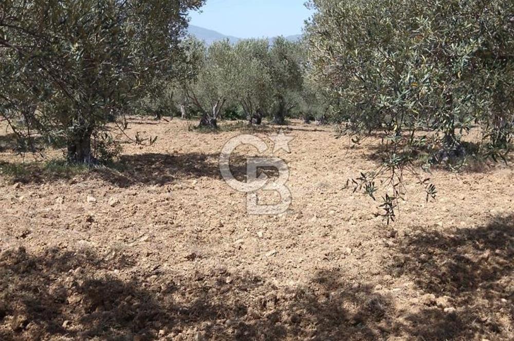 İzmir Bergama Bozköy’de Müstakil Tapulu Zeytinlik – Yatırım ve Doğa İçin Kaçırılmayacak Fırsat! 