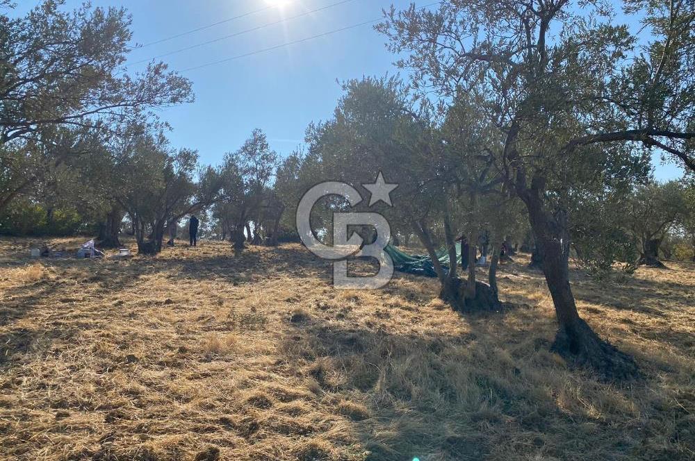 İzmir Bergama Bozköy’de Müstakil Tapulu Zeytinlik – Yatırım ve Doğa İçin Kaçırılmayacak Fırsat! 