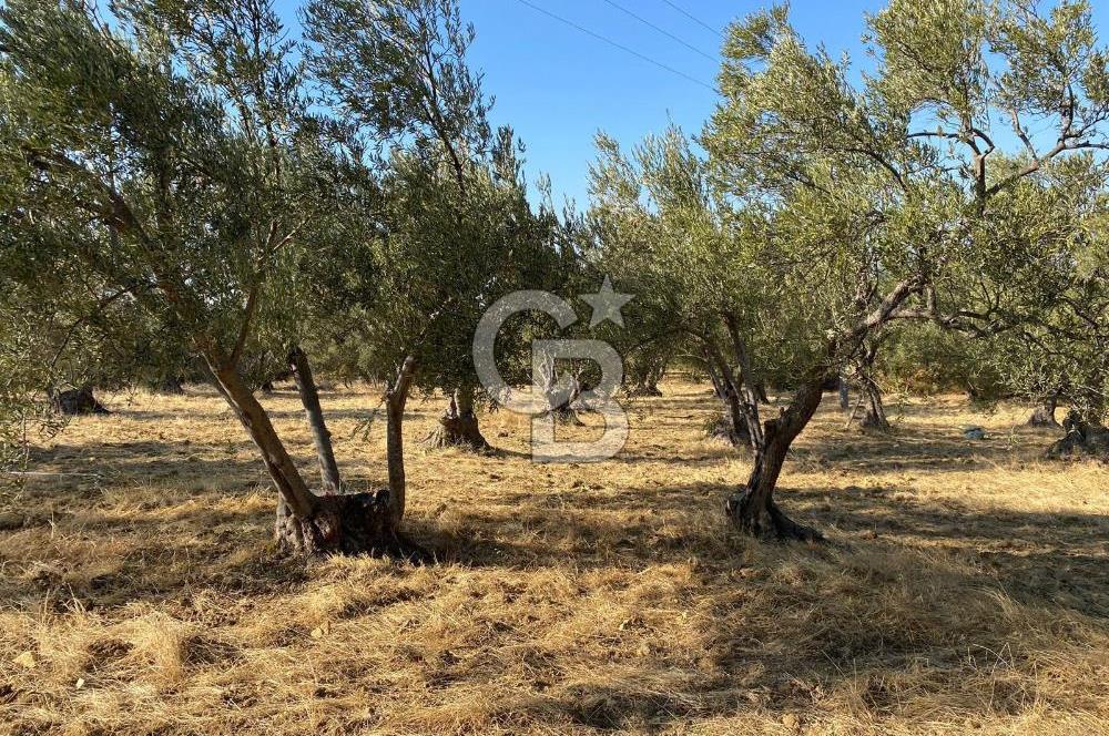 İzmir Bergama Bozköy’de Müstakil Tapulu Zeytinlik – Yatırım ve Doğa İçin Kaçırılmayacak Fırsat! 