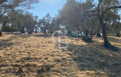 İzmir Bergama Bozköy’de Müstakil Tapulu Zeytinlik – Yatırım ve Doğa İçin Kaçırılmayacak Fırsat! 