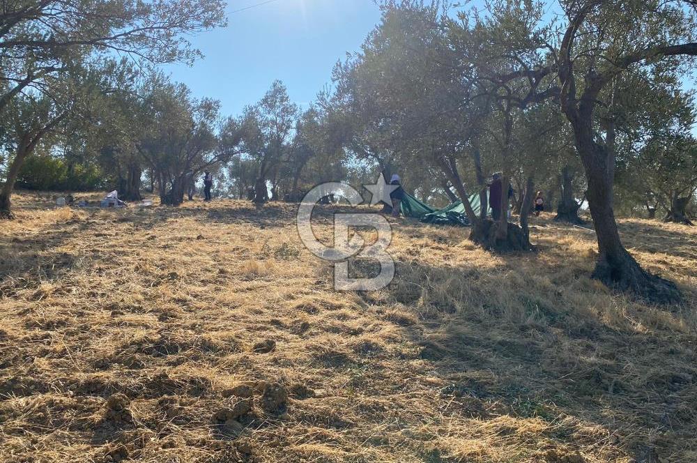 İzmir Bergama Bozköy Gilmandere’de Yatırıma Uygun Müstakil Zeytinlik! 