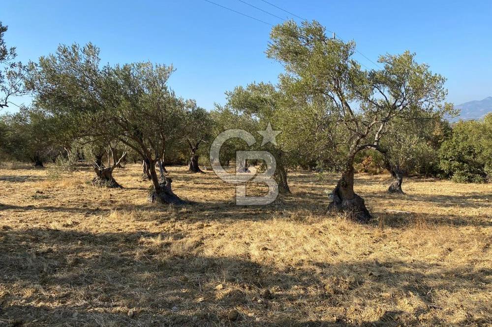 İzmir Bergama Bozköy’de Müstakil Tapulu Zeytinlik – Yatırım ve Doğa İçin Kaçırılmayacak Fırsat! 