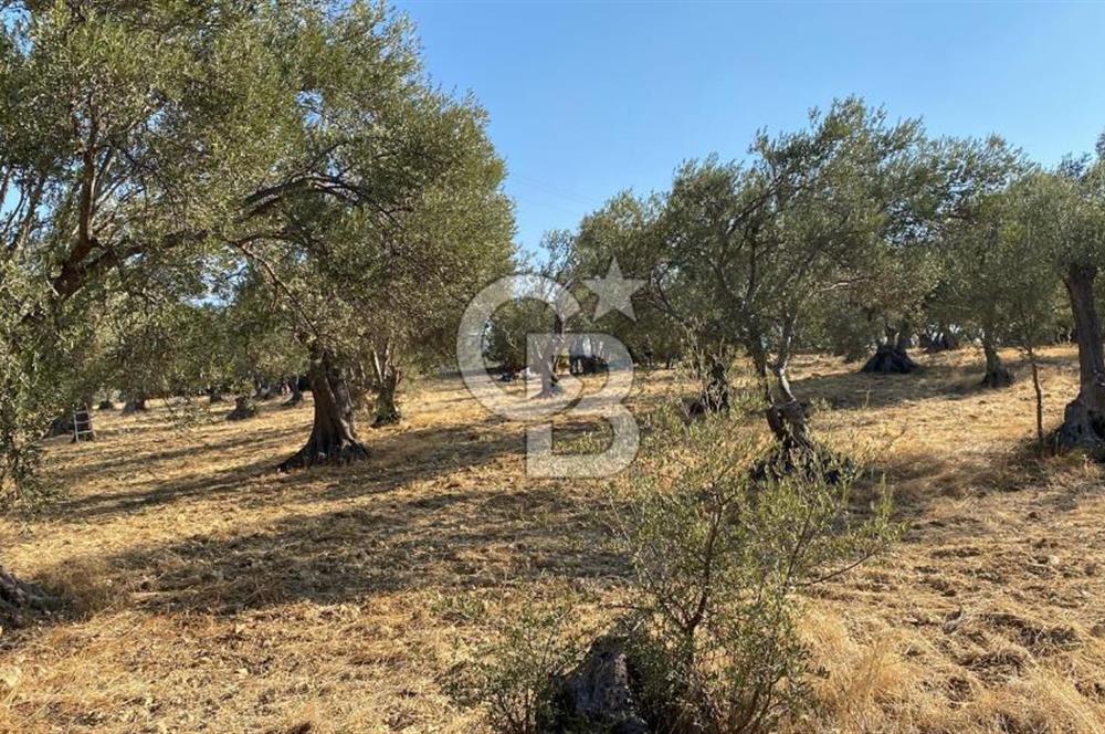  İzmir Bergama Bozköy Gilmandere’de Yatırıma Uygun Müstakil Zeytinlik! 