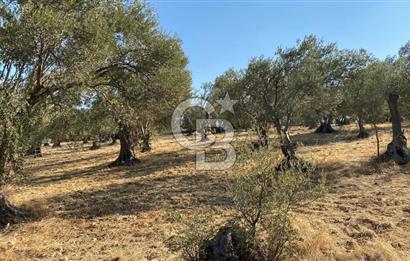  İzmir Bergama Bozköy Gilmandere’de Yatırıma Uygun Müstakil Zeytinlik! 