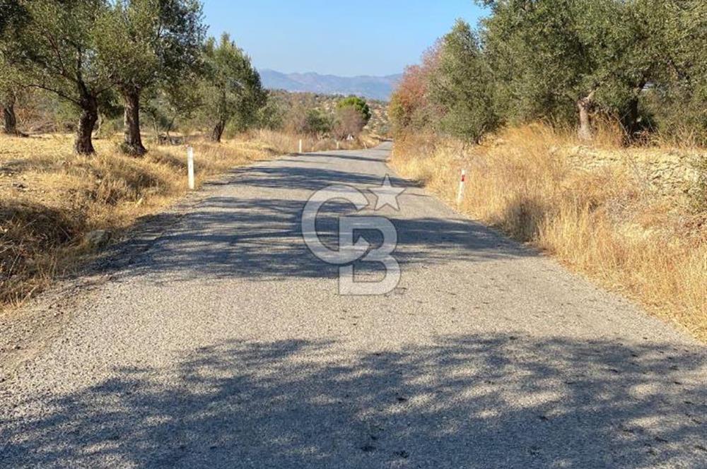 İzmir Bergama Bozköy’de Müstakil Tapulu Zeytinlik – Yatırım ve Doğa İçin Kaçırılmayacak Fırsat! 