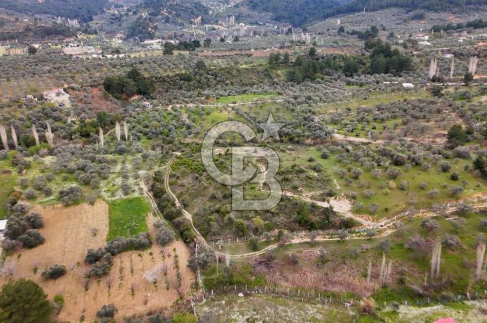İMAR SINIRINA YAKIN SATILIK TARLA