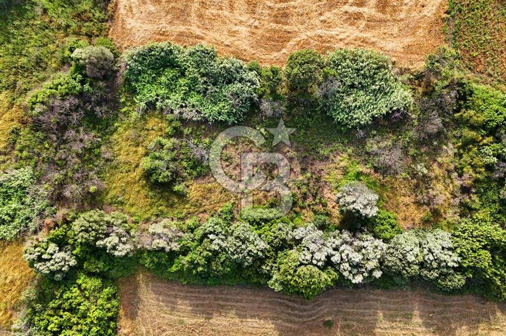 Datça Kızlan'da Turizm Planında Satılık 952 m² İncirli Tarla