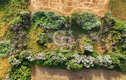 Datça Kızlan'da Turizm Planında Satılık 952 m² İncirli Tarla