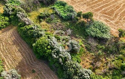 Datça Kızlan'da Turizm Planında Satılık 952 m² İncirli Tarla