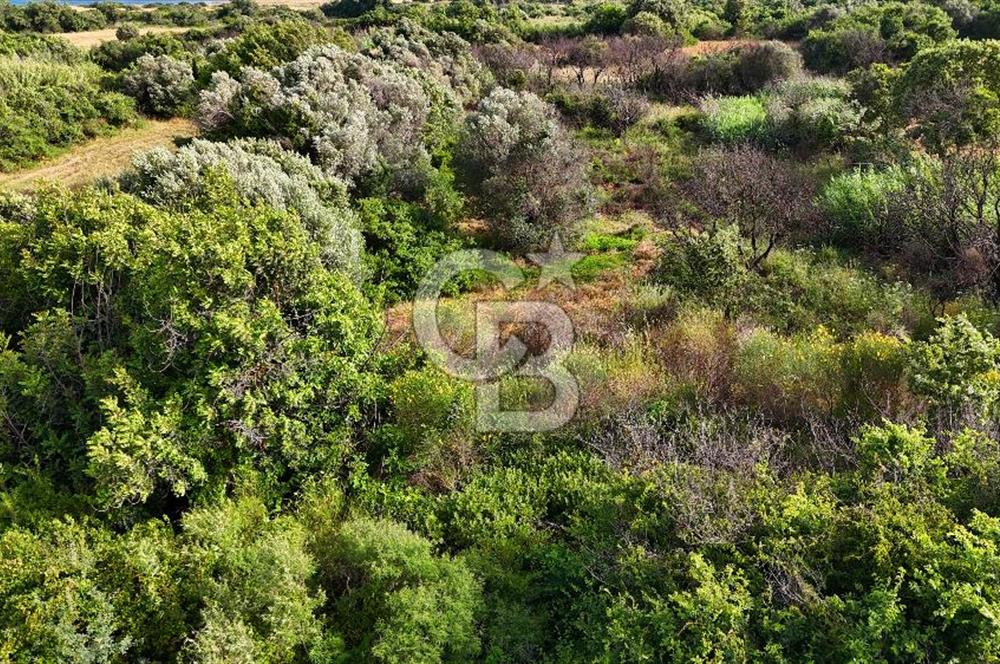 Datça Kızlan'da Turizm Planında Satılık 952 m² İncirli Tarla