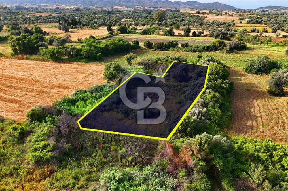 Datça Kızlan'da Turizm Planında Satılık 952 m² İncirli Tarla