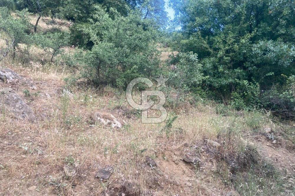 Bayındır'da Köye Yürüme Mesafesinde Satılık Tarla