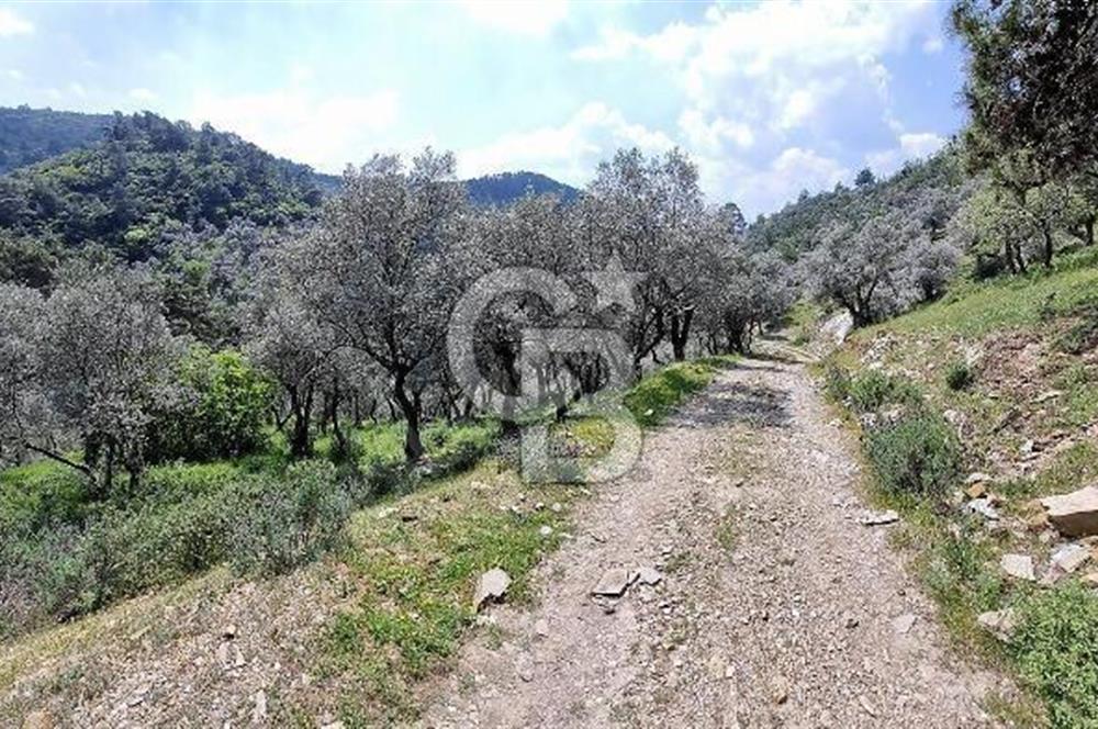Bayındır Sarıyurt'da Satılık Muhteşem Zeytinlik
