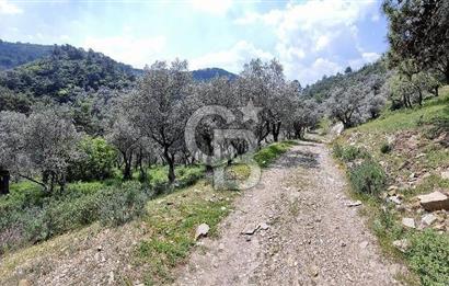 Bayındır Sarıyurt'da Satılık Muhteşem Zeytinlik