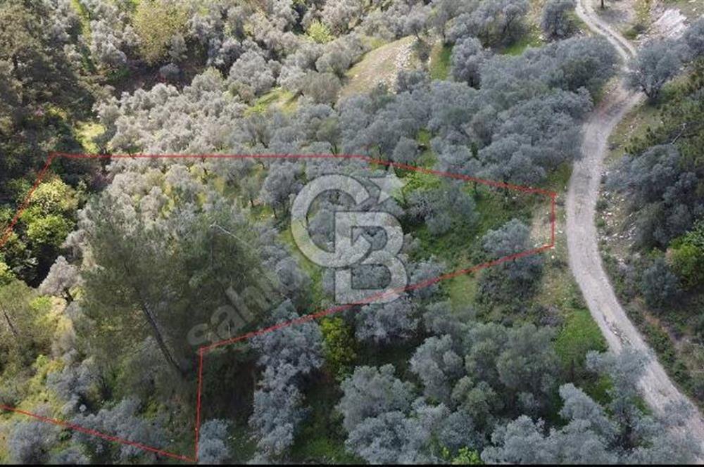Bayındır Sarıyurt'da Satılık Muhteşem Zeytinlik