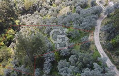 Bayındır Sarıyurt'da Satılık Muhteşem Zeytinlik