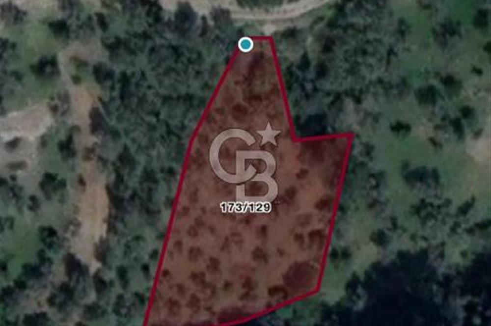 Bayındır Sarıyurt'da Satılık Muhteşem Zeytinlik