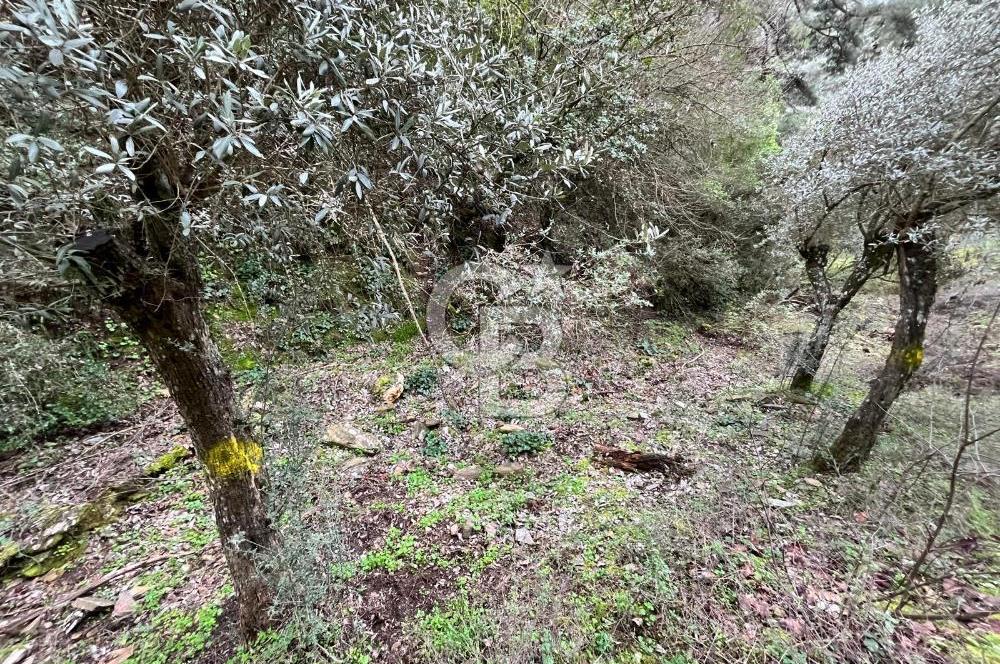 Bayındır Sarıyurt'da Satılık Muhteşem Zeytinlik