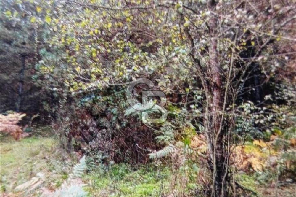 BOLU MERKEZ MERKEŞLER KÖYÜ TEK TAPU FIRSAT TARLA