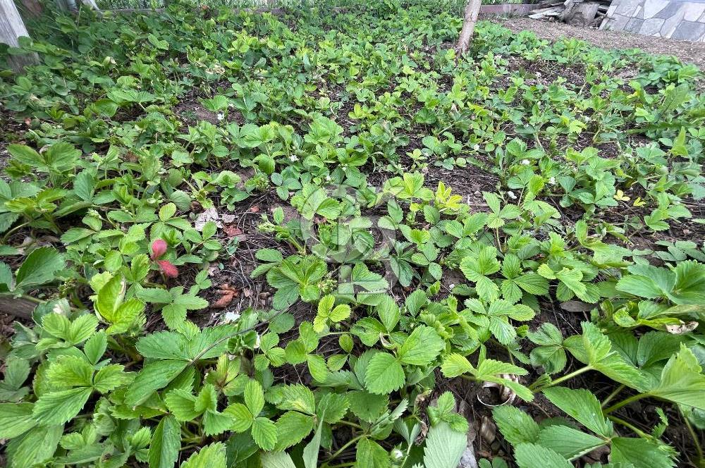 HASANOĞLAN GİRİŞİNDE YÜKSEK KATA UYGUN 793 M2 SATILIK ARSA