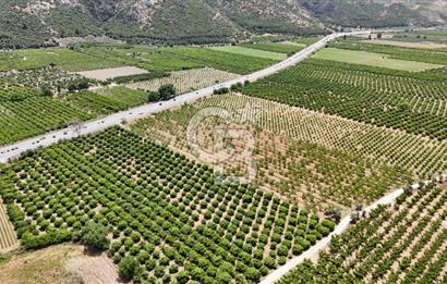 İzmir Selçuk Yolu Üzerinde Yola Cepheli Fırsat Satılık Tarla