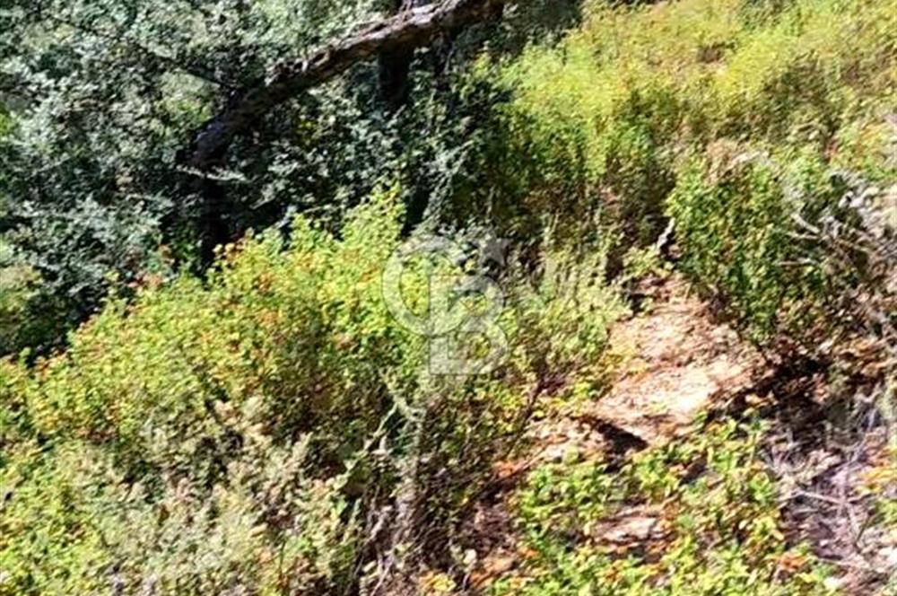 Bayındır Kabaağaç'ta 3 Dönüm Kupon Zeytinlik