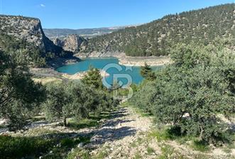 Muğla menteşe Çamoluk mahallesinde satılık zeytinlik