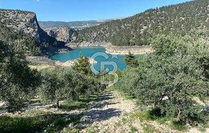 Muğla menteşe Çamoluk mahallesinde satılık zeytinlik