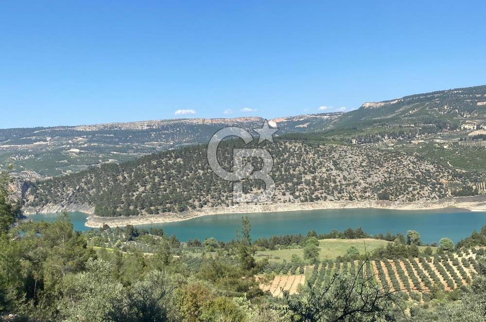 Muğla menteşe Çamoluk mahallesinde satılık zeytinlik