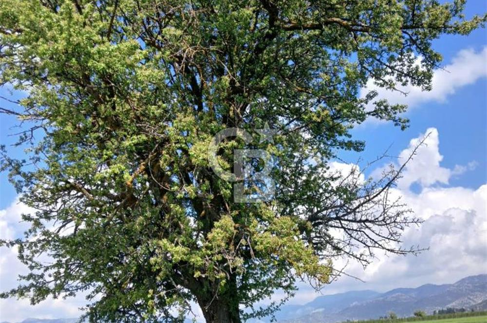 BURDUR BUCAK KIZILCAAĞAÇ SATILIK TARLA