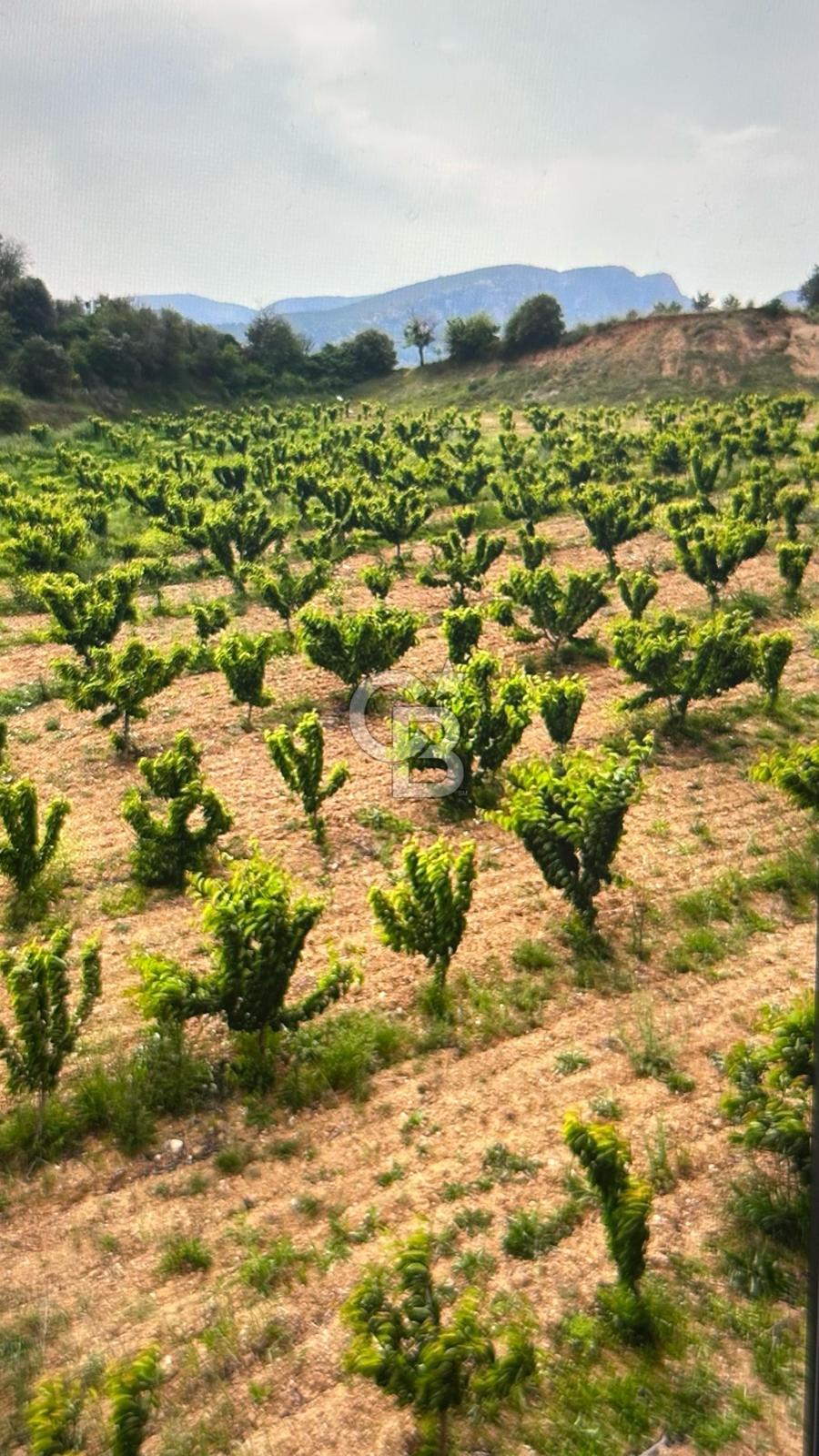 SANCAKLIKAYADİBİ MAHALLESİN'DE YATIRIMLIK TARLA