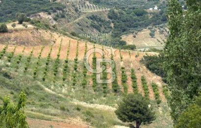 SANCAKLIKAYADİBİ MAHALLESİN'DE YATIRIMLIK TARLA