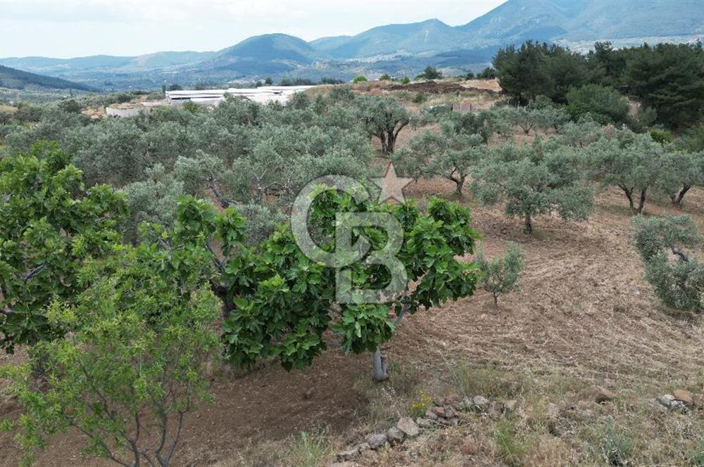 KEMALPAŞA YEŞİLKÖY’DE KADASTRAL YOLA CEPHELİ 5 DÖNÜM YATIRIMLIK ARAZİ