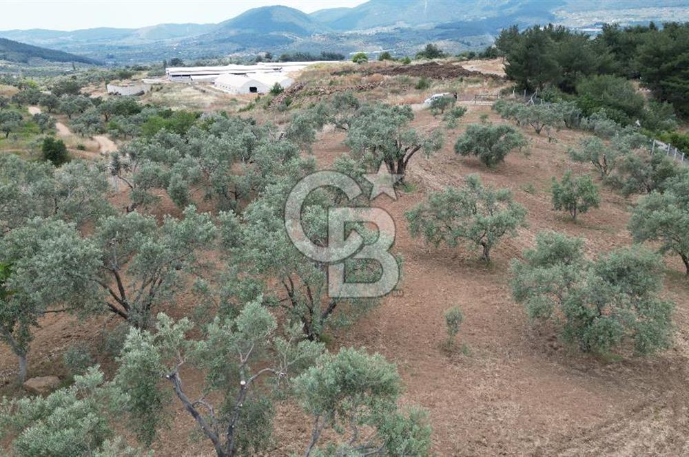 KEMALPAŞA YEŞİLKÖY’DE KADASTRAL YOLA CEPHELİ 5 DÖNÜM YATIRIMLIK ARAZİ