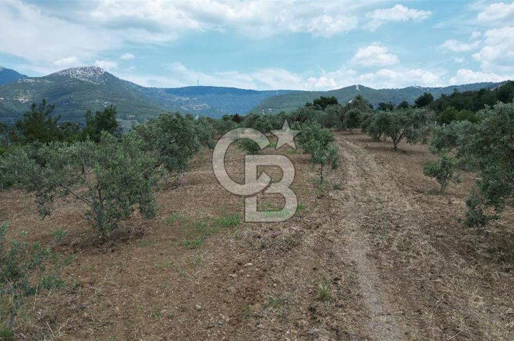 KEMALPAŞA YEŞİLKÖY’DE KADASTRAL YOLA CEPHELİ 5 DÖNÜM YATIRIMLIK ARAZİ