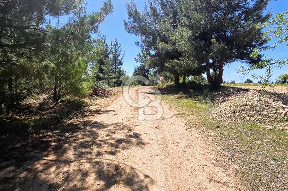 Pamukkale Güzelpınar'da 9056 M² Takasa Açık Satılık Arazi