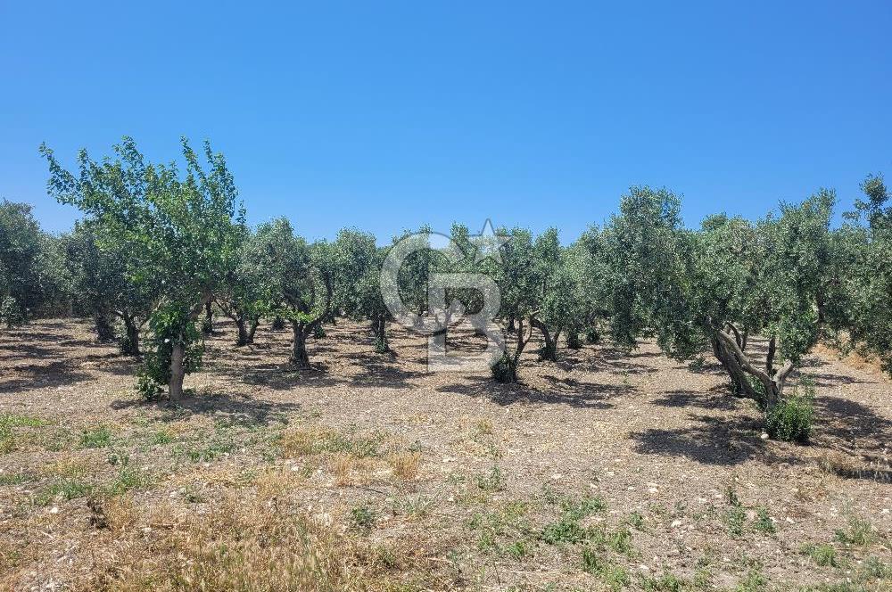 Foça Gerenköy'de Satılık Muhteşem Zeytinlik